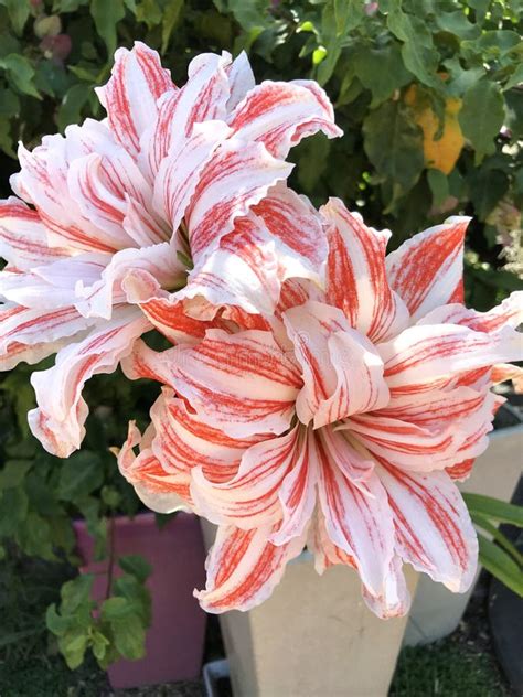 Giant Red and White Striped Amaryllis Double Hippeastrum, Dancing Queen ...