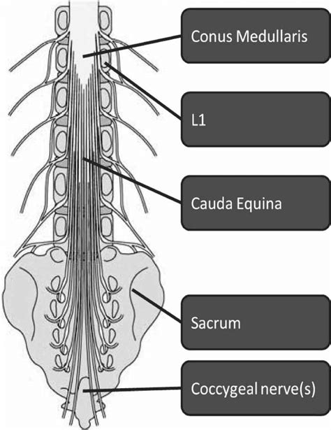 Conus Medullaris And Cauda Equina: Anatomy And Function, 43% OFF