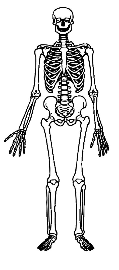 Free Skeletons Cliparts, Download Free Skeletons Cliparts png images ...