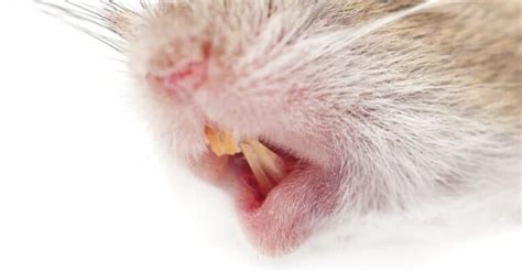 Mouse Teeth: Everything You Need to Know - A-Z Animals