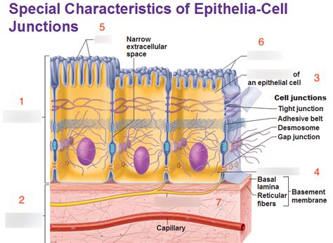 Anatomy, Section 1, Chapter 5, Histology: Epithelia, Part 1 Diagram ...