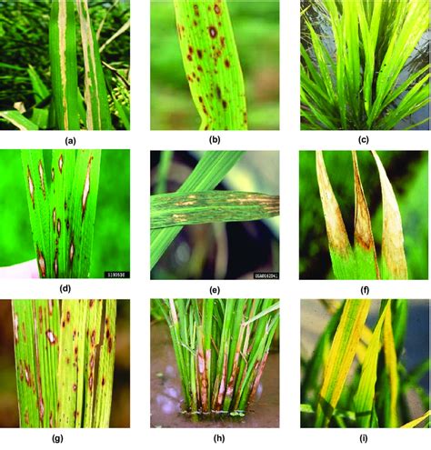 Rice leaf diseases: (a) Bacterial Leaf Blight (b) Brown spot (c) Hispa ...