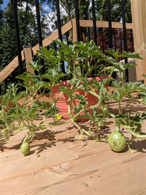 I planted watermelon in a pot this year with pretty low expectations ...