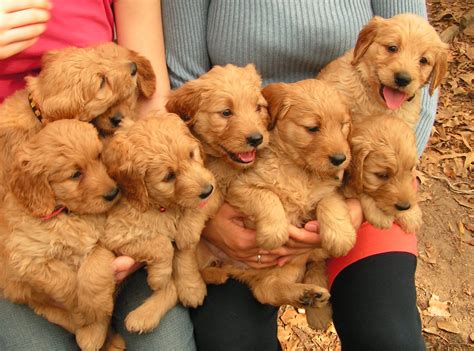 About Goldendoodles- Aussiedoodle and Labradoodle Puppies | Best ...