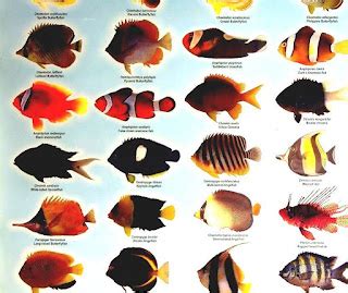 List Of Freshwater Aquarium Fish Species - Types Of Tropical Fish