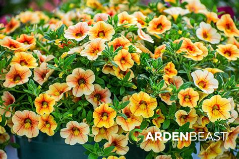 Calibrachoa Guide: How to Grow & Care for “Million Bells”