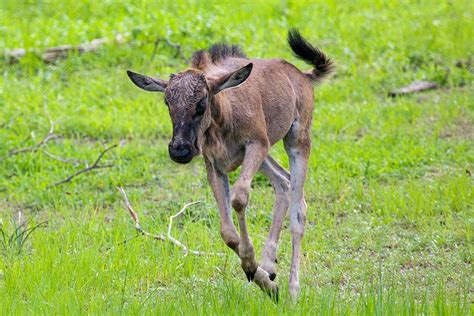 Experience Wildebeest Calving In The Southern Serengeti | Art Of Safari