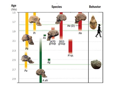 Human Origins Timeline: Hominen evolution | Smithsonian Institution