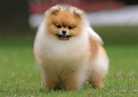 Pomeranian Breeds