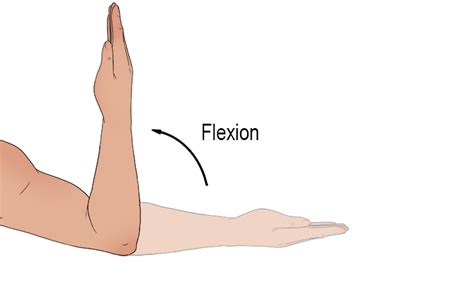 Flexion - Mammoth Memory definition - remember meaning