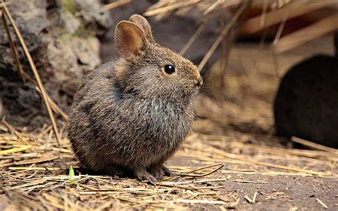 The Multicolored Diary: V is for Volcano rabbits (Folktales of ...