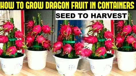 Fruit Processing Plant Of Dragonfruit - Herbs and Food Recipes