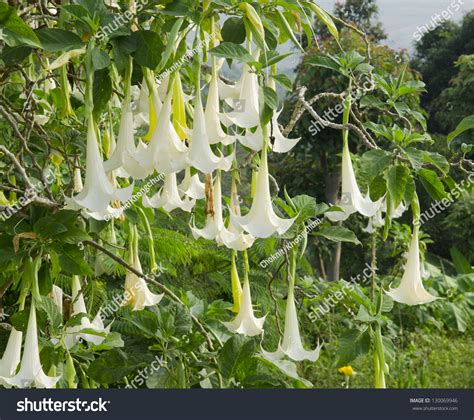 Datura Flower Stock Photo 130069946 - Shutterstock