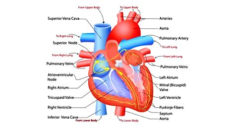 Human Heart Diagram And Function