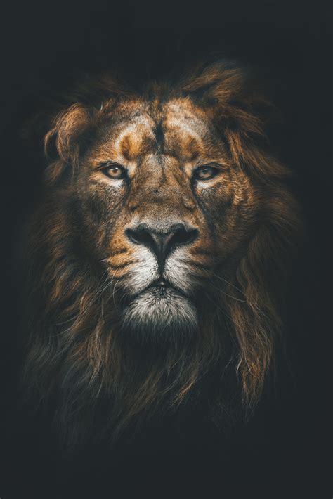 Lion Pride Wallpapers - Top Free Lion Pride Backgrounds - WallpaperAccess