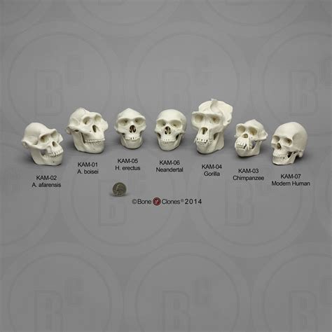 Set of 7 Primate Skulls, Half Scale | Anatomy bones, Primates, Human bones