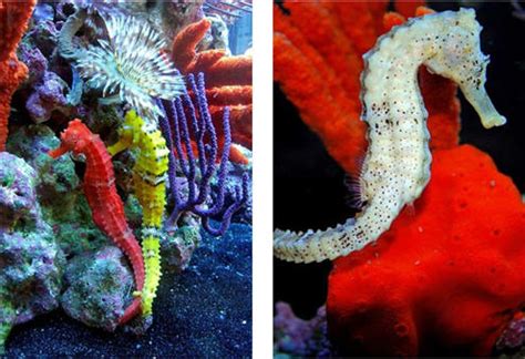 colour in nature... seahorses, colour chameleons of the sea