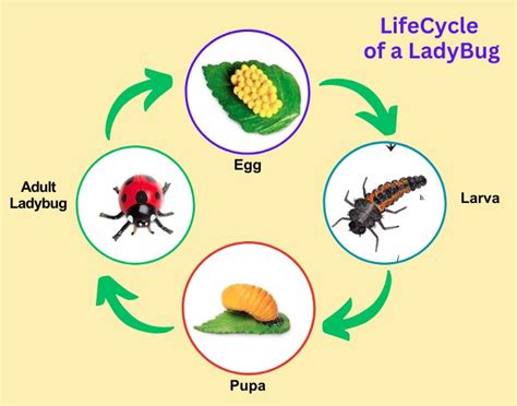 Lady Bug LifeCycle, 4 Stages of Ladybug Metamorphosis