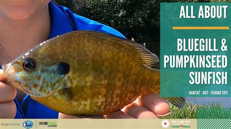 All About Bluegill & Pumpkinseed Sunfish - Identification, Habitat ...