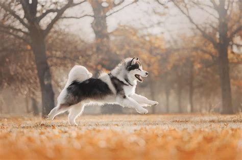 9 Alaskan Malamute Colors That Will Take Your Breath Away