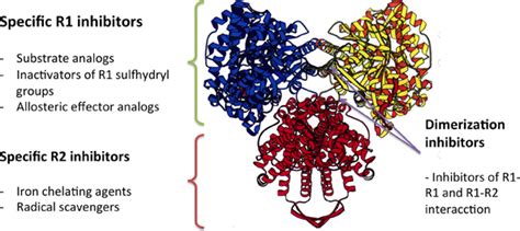 Frontiers | Ribonucleotide reductases: essential enzymes for bacterial ...