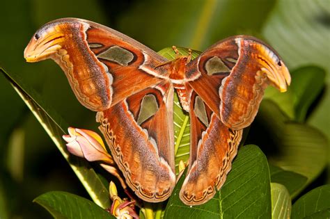 8 Amazing Facts About the Atlas Moth