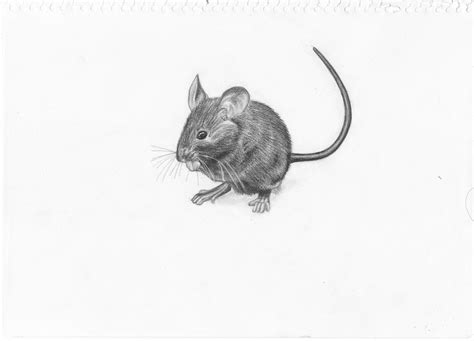 Mouse Drawing by Adonabauer on DeviantArt