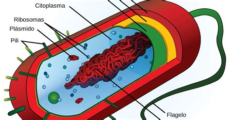 BIOLOGIA