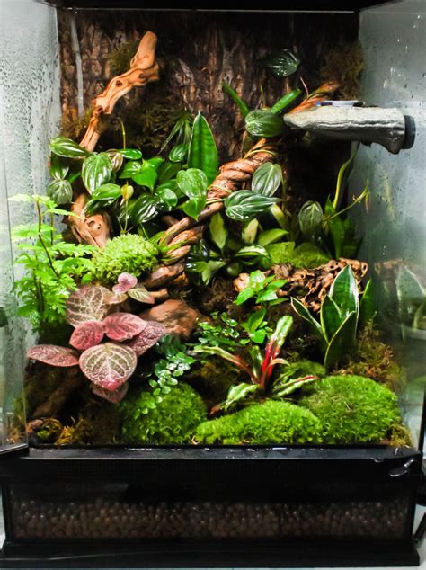 I got a bit moss-crazy on my planted vivarium. The crested gecko likes ...