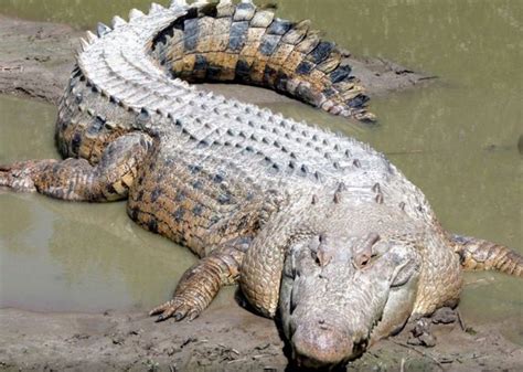 Australia: Los animales más peligrosos que habitan en este continente