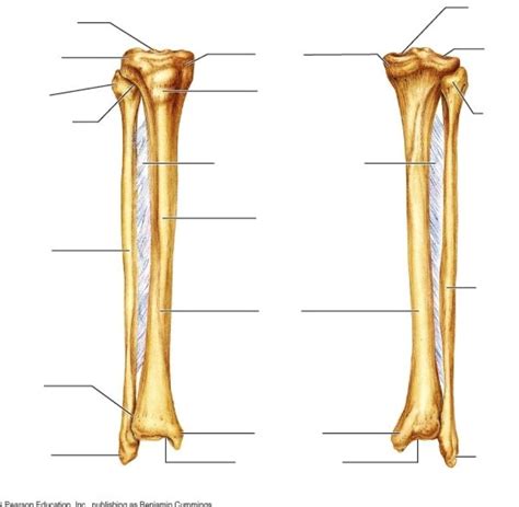 Tibia And Fibula Diagram Labeled