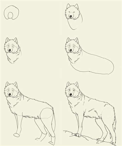 Image result for how to draw a wolf step by step | Animal drawings ...