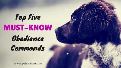 5 Must-Know Obedience Commands for Dogs