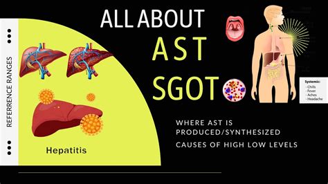 What Does Low Ast Mean On A Blood Test at Lucinda Bryan blog