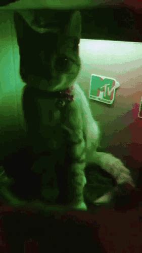 Cat Rave GIF - Cat Rave Party - Discover & Share GIFs