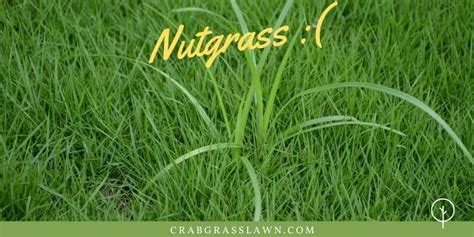 Best Nutgrass Killer Selective Herbicides - How to Control & Kill ...