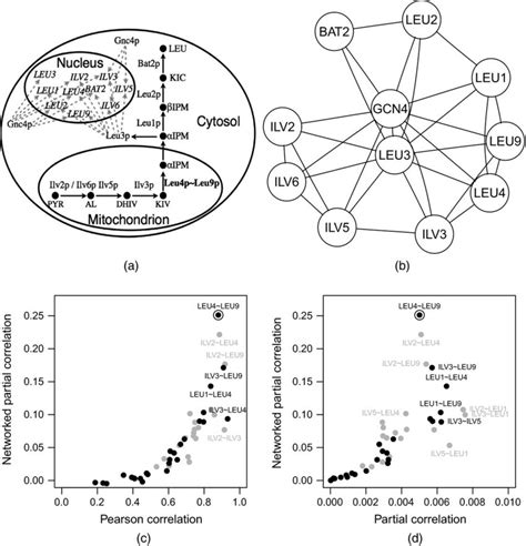 Analysis of the leucine biosynthesis pathway: (a) schematic ...