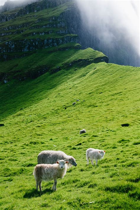 Faroe Islands Sheep Photography & Interesting facts about the sheep ...