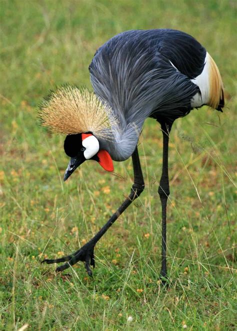 16 Facts About Crested Crane of Uganda, Africa: (Balearica regulorum ...