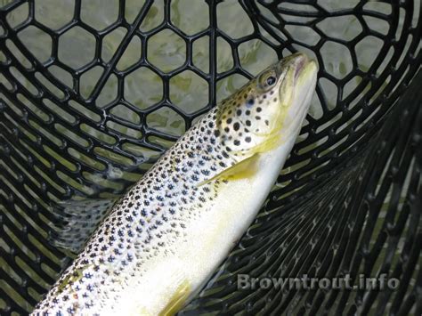 Fishing For Spawning Brown Trout – Troutster.com – Fly Fishing Tips and ...