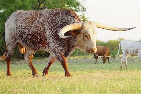 15 Awesome Reasons Why Ranchers Raise Texas Longhorn Cattle