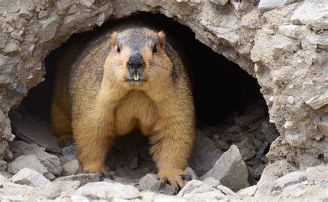 Himalayan marmot, India 2016 | Only one species of marmot (M… | Flickr