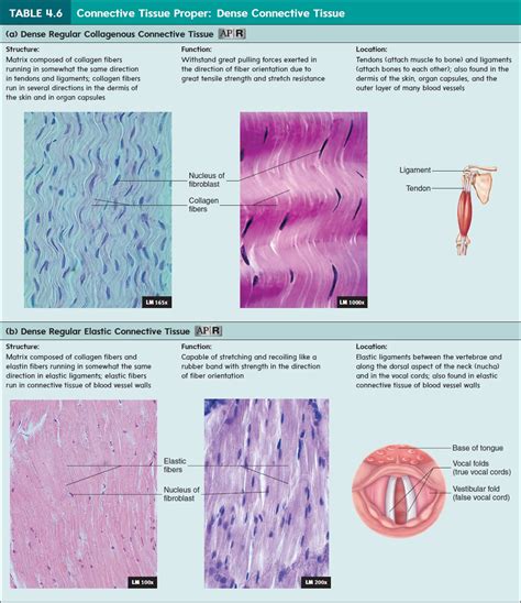 Connective tissue