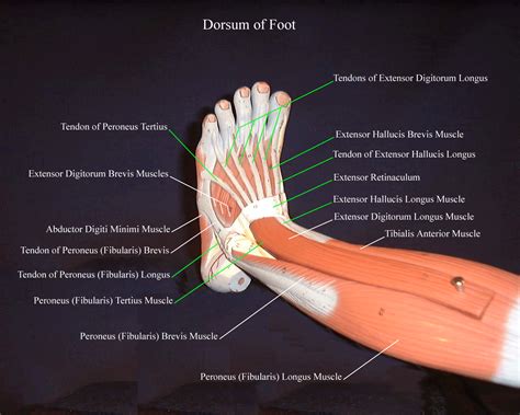 The Muscles Of The Foot Muscles Of The Foot Part D Anatomy 6728 | The ...