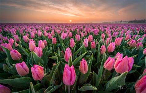 Wallpaper field, Rosa, Spring, morning, tulips, Netherlands images for ...