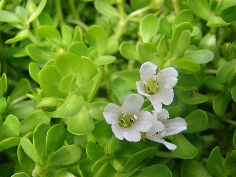 Bacopa monnieri (Brahmi, Water Hyssop) - Linden Botanicals