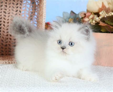 Himalayan Kittens | Himalayan Kittens For Sale | Himalayan Cats