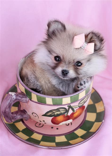 Gorgeous Teacup Pomeranian Puppies for Sale | Teacups, Puppies & Boutique