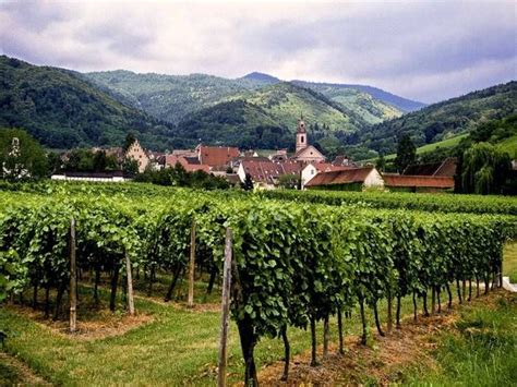 Lorraine Alsace Wine Route | Alsace, Alsace lorraine, Regions of france