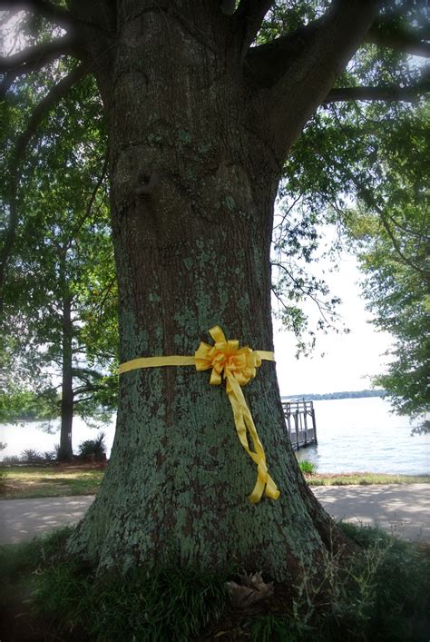 Tie a yellow ribbon around the old oak tree! | Old oak tree, Oak tree, Tree